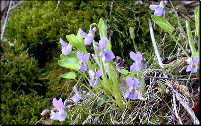 Na skále vrchu U čtyř lišek, Vlčice (Fyt56c, 04/2010).