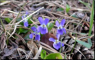 Kliknutím zvětši. Nad placatou skálou, Praha-Řeporyje (Fyt08, 03/2011).