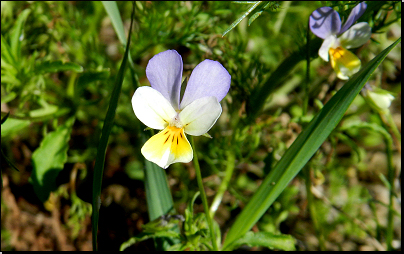 Na okraji pole, sev.Rychnova (Fyt67, 05/2012).