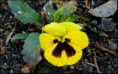 Kliknutím zvětši. Botanická zahrada PřF MU Brno (Fyt16, 04/2013).