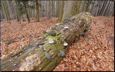 PR Vápenice - rozkládající se starý buk (Fyt69b, 03/2016).