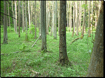 <br>Jasanovo-olšové lužní lesy Žďárských vrchů a blízkého okolí (hlavní jarní aspekt)<br>