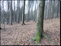 Acidofilní bučiny na permských sedimentech Poorlické brázdy (českomoravské mezofytikum)<br>