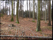 <br>Acidofilní bučiny Žďárských vrchů a blízkého okolí (časný jarní aspekt)<br>