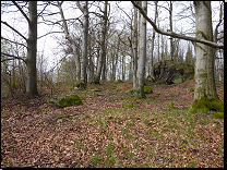 <br>Přechodové typy od acidofilních bučin do bučin květnatých mezotrofních na Českomoravské vrchovině (jaro)<br>