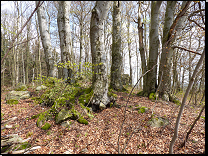 <br>Přechodové typy od acidofilních bučin do bučin květnatých mezotrofních na Českomoravské vrchovině (jaro)<br>