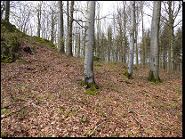 <br>Přechodové typy od acidofilních bučin do bučin květnatých mezotrofních na Českomoravské vrchovině (jaro)<br>