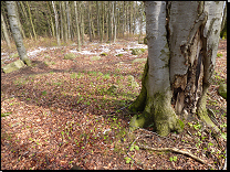 <br>Přechodové typy od acidofilních bučin do bučin květnatých mezotrofních na Českomoravské vrchovině (jaro)<br>