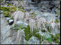 Vysokostébelné trávníky skalních terásek nevápenných hornin<br>