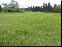 Vlhké pcháčové louky Českomoravské vrchoviny<br><small><i>(svaz Calthion palustris, asociace Angelico sylvestris-Cirsietum palustris)</i></small><br>