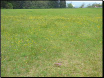 Vlhké pcháčové louky Českomoravské vrchoviny<br><small><i>(svaz Calthion palustris, asociace Angelico sylvestris-Cirsietum palustris)</i></small><br>