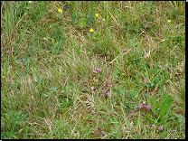 Vlhké pcháčové louky Českomoravské vrchoviny<br><small><i>(svaz Calthion palustris, asociace Angelico sylvestris-Cirsietum palustris)</i></small><br>