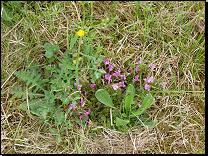 Vlhké pcháčové louky Českomoravské vrchoviny<br><small><i>(svaz Calthion palustris, asociace Angelico sylvestris-Cirsietum palustris)</i></small><br>