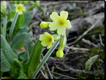 Primula elatior