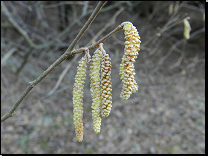 Corylus avellana