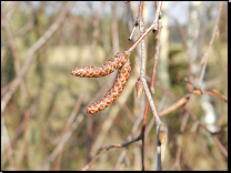 Betula pendula