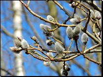 Salix caprea