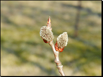 Populus tremula