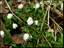 Anemone nemorosa