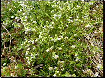 Erophila verna