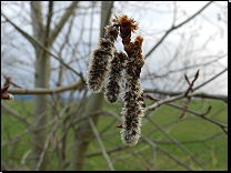 Populus tremula