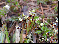 Luzula pilosa