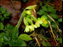 Primula elatior