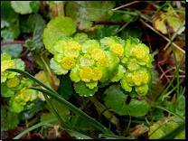 Chrysosplenium alternifolium