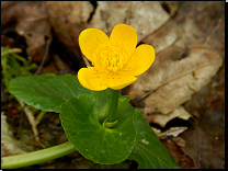 Caltha palustris