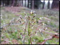 Luzula pilosa