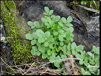 Cardamine amara