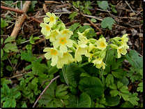 Primula elatior