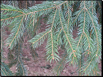 Picea abies