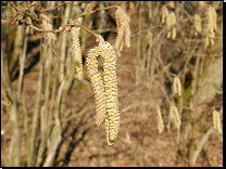 Corylus avellana