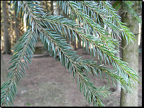 Picea abies