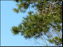 Pinus sylvestris