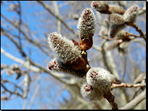 Populus tremula