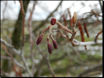 Alnus glutinosa