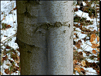 Fagus sylvatica