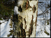 Betula pendula