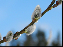 Salix caprea