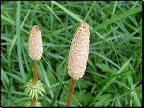 Equisetum sylvaticum