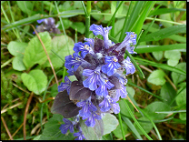 Ajuga reptans