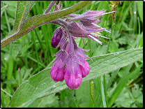 Symphytum officinale