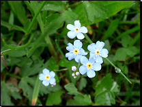 Myosotis palustris