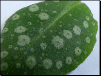 Pulmonaria officinalis