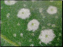 Pulmonaria officinalis