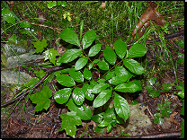 3U1 bršlicová javorová jasenina