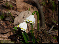 Leucojum vernum