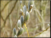 Salix viminalis